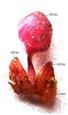  Two sepals, one with a gland and one petal